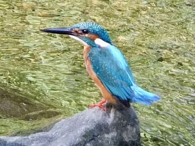 用水路の風景、カワセミ 境川上流のカワセミたち