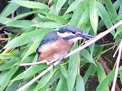 境川上流のカワセミたち