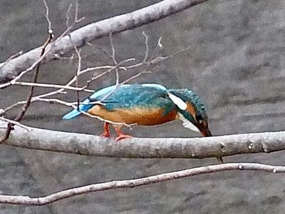 カワセミカラス カワセミが窓ガラスに激突！ | 付知川の鮎釣りと野鳥撮影