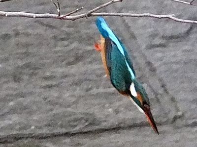 境川上流のカワセミたち